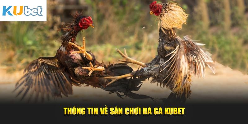 Nội dung tổng quan về chọi kê Kubet